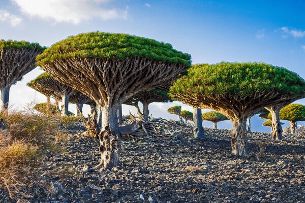 نمایی از درختان خون اژدها (Dracaena cinnabari) در بالای کوه دیکسام در جزیره سقطری یمنسایتی با اهمیت جهانی برای حفاظت از تنوع زیستی، واقع در شمال غربی اقیانوس هند در حدود 200 کیلومتری. جنوب سرزمین اصلی یمن قرار دارد. - اسپوتنیک ایران  