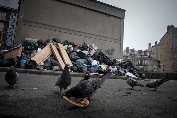 کبوترها در مقابل زباله‌های انباشته شده در خیابان غذا می‌خورند. به دلیل اعتصاب  کارگران جمع آوری زباله علیه اصلاحات حقوق بازنشستگی در سطح شهر زباله ها  انباشته شده اند.  لو هاور، شمال  غربی فرانسه - اسپوتنیک ایران  