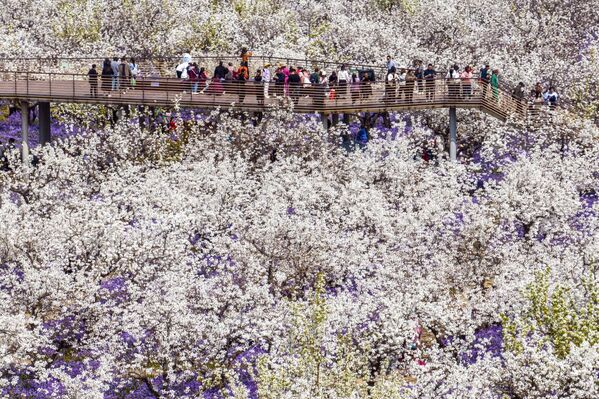 مردم در میان گل های گلابی شکوفا در  در استان جیانگ سو شرقی چین - اسپوتنیک ایران  