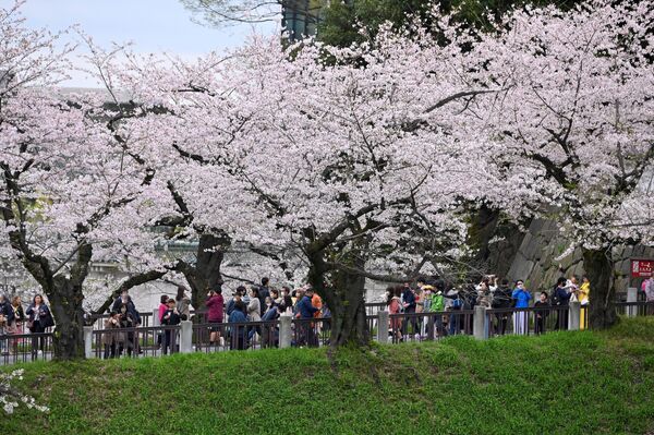 مردم در کنار درختان پر از شکوفه های گیلاس در پارک کیتانومارو  در توکیو قدم می زنند - اسپوتنیک ایران  