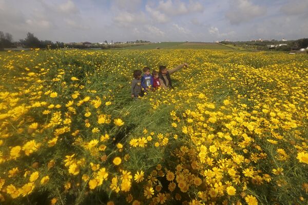 یک مرد فلسطینی در آغاز فصل بهار، در شرق شهر غزه، در 21 مارس 2023، در میان مزرعه ای از گل های مروارید زرد با کودکان سلفی می گیرد. - اسپوتنیک ایران  