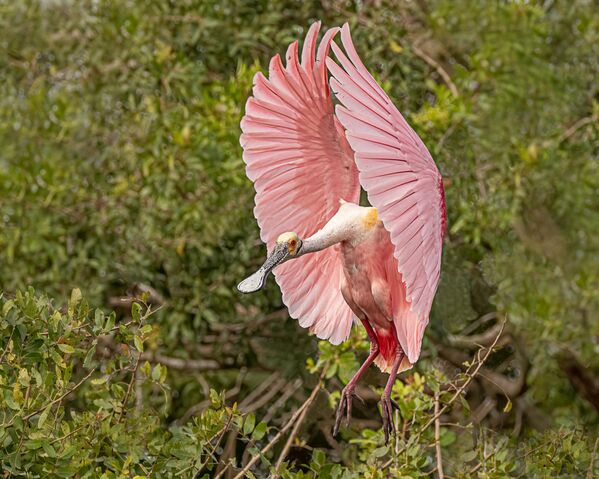 در حال فرود آمدن، استیک مارش، فلوریدا  - اسپوتنیک ایران  