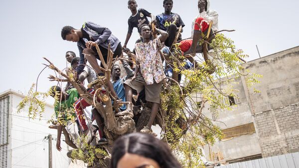 Молодые люди стоят на верхушке дерева, чтобы лучше видеть празднование 63-го дня независимости Сенегала в Дакаре - اسپوتنیک ایران  