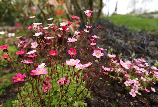 افتتاح بوستان ژاپنی در شهر کراسنودار روسیه - اسپوتنیک ایران  