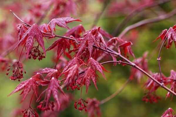 افرای ژاپنی در باغ ژاپنی در کراسنودار. - اسپوتنیک ایران  