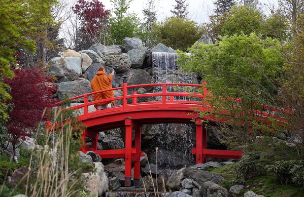 افتتاح بوستان ژاپنی در شهر کراسنودار روسیه - اسپوتنیک ایران  