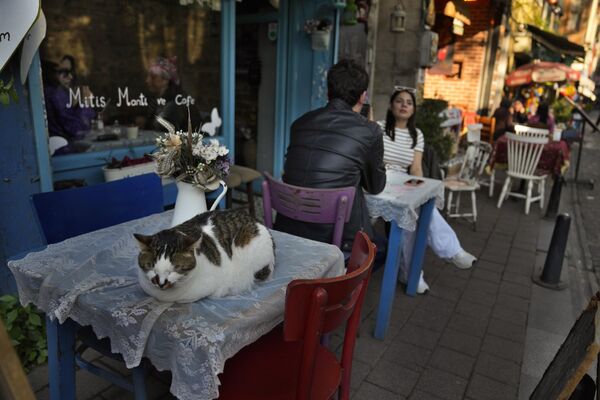 یک گربه روی میز بیرون یک کافه در بالات، استانبول، ترکیه، دوشنبه، 1 می 2023  خوابیده است. - اسپوتنیک ایران  