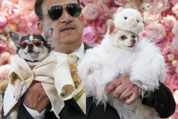 آنتونی روبیو، طراح مد برای سگ ها، لباس های سگی را در نمایش فرش قرمز نیویورک به نمایش می گذارد. - اسپوتنیک ایران  