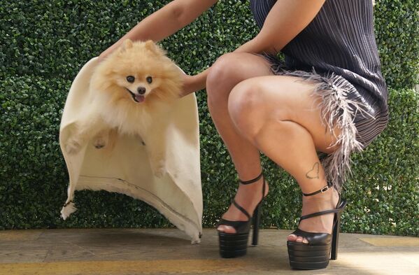 مدل، سگ «لا لا» را نگه داشته است. یک پامرانیایی با لباس دوآ لیپا، در مراسم &quot;پت گالا&quot; در شهر نیویورک. - اسپوتنیک ایران  