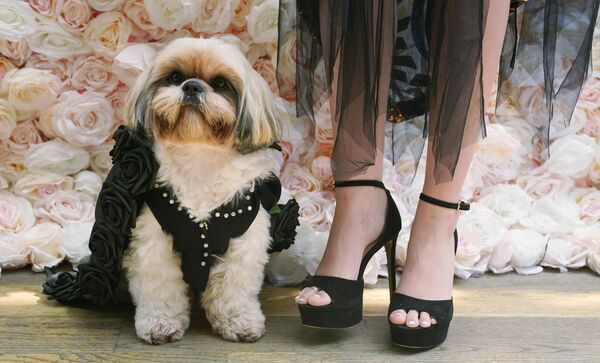 سگ گیزمو، یک شیتزو که لباس پی. دیدی را پوشیده است و به بودن روی فرش قرمز « پت گالا» افتخار می کند. - اسپوتنیک ایران  