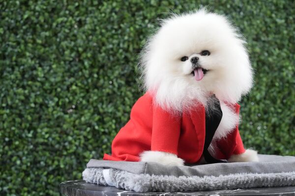 سگ« بلینگ» از بودن در لباس طراحی شده توسط آنتونیو روبیو، خیلی شاد است. - اسپوتنیک ایران  