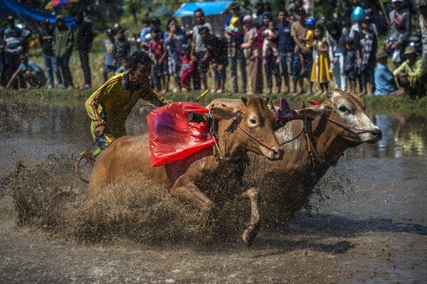 یک مرد اندونزیایی در 21 مه 2023 در یک مسابقه گاوبازی سنتی که به صورت محلی &quot;Karapan Sapi Brujul&quot; در Probolinggo نامیده می شود، دو گاو نر سوار می شود. (عکس از Juni Kriswanto / AFP) - اسپوتنیک ایران  