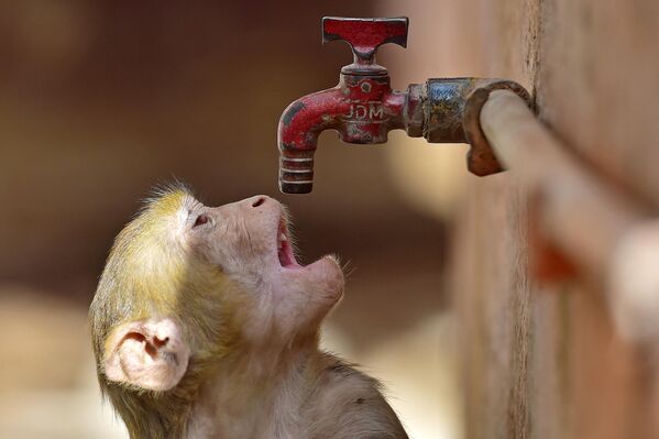 یک میمون سعی می کند تشنگی خود را از شیر آب در یک روز گرم تابستانی در پرایاگراج در 20 مه 2023 رفع کند. (عکس از SANJAY KANOJIA / خبرگزاری فرانسه) - اسپوتنیک ایران  