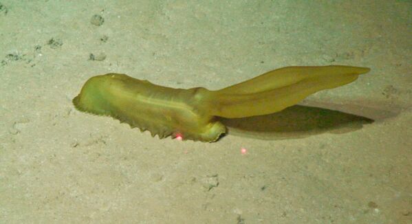 یک خیار دریایی بزرگ، Psychropotes longicauda، در اعماق اقیانوس - اسپوتنیک ایران  