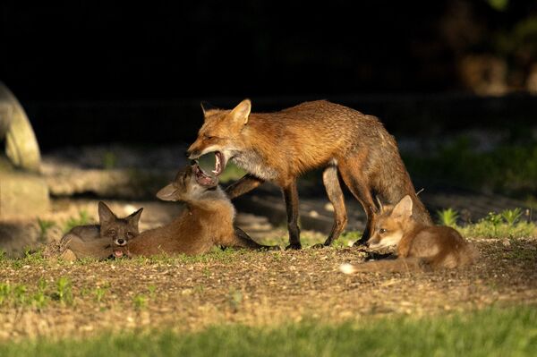 دسته ای از روباه ها با یکدیگر بازی می کنند، جمعه، 26 می 2023، در لوترویل. (AP عکس از/Julio Cortez) - اسپوتنیک ایران  