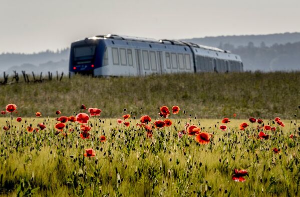 قطار حامل هیدروژن از مزرعه ای با گل های خشخاش در منطقه تاونوس در نزدیکی فرانکفورت، آلمان عبور می کند.  - اسپوتنیک ایران  
