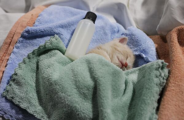 گربه ای در مرکز اسکان موقت ساکنان شیبیکینو دراستادیوم "بلگورود آرنا" - اسپوتنیک ایران  