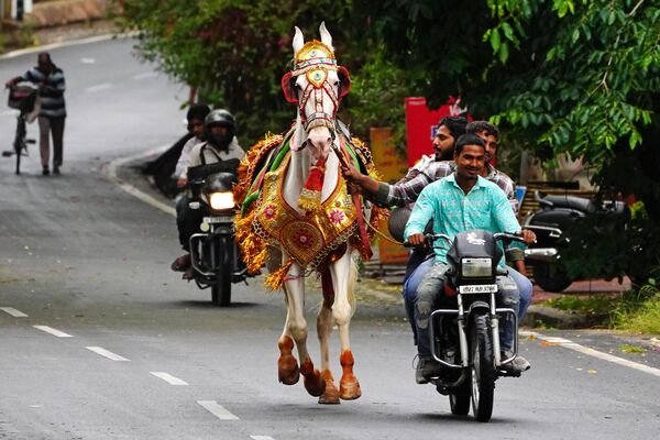 در این عکس که در 4 ژوئن 2023 گرفته شده است، یک سوار موتور سیکلت، اسبی تزئین شده را که به طور سنتی برای عروسی هندی استخدام شده بود، در امتداد خیابانی در اودایپور هدایت می کند. (عکس از Himanshu SHARMA / AFP) - اسپوتنیک ایران  