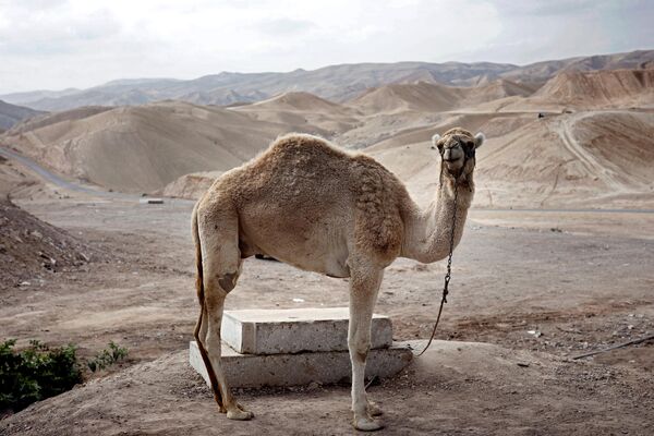 یک شتر در صحرای یهودیه در نزدیکی روستای نبی موسی کرانه باختری، بین اورشلیم و اریحا،  5 ژانویه 2019  - اسپوتنیک ایران  