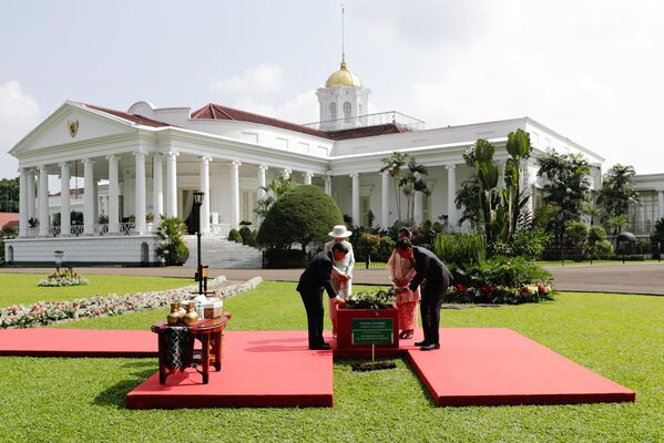 امپراتور ژاپن ناروهیتو و ملکه ماساکو به همراه رئیس جمهور اندونزی جوکو ویدودو و همسرش ایریانا جوکو ویدودو در 19 ژوئن درختی را در کاخ ریاست جمهوری در بوگور کاشتند. - اسپوتنیک ایران  