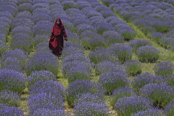 زنی در ۱۹ ژوئن ۲۰۲۳ از میان مزرعه‌ اسطوخودوس در روستای سیرهاما در جنوب سرینگار ایالت جامو و کشمیر قدم می‌زند. - اسپوتنیک ایران  