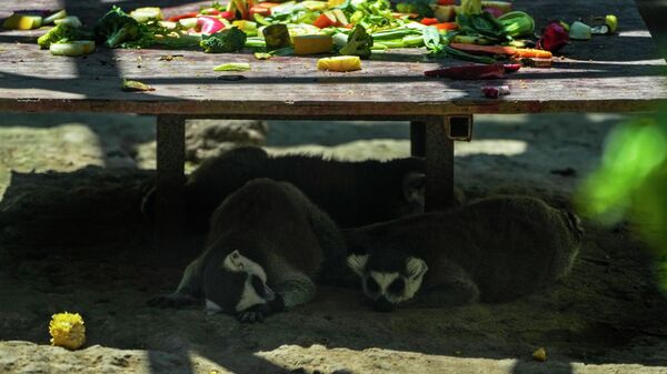 لمورها در یک روز گرم در پکن، پایتخت چین، زیر میز غذا در باغ وحش چرت می زنند - اسپوتنیک ایران  