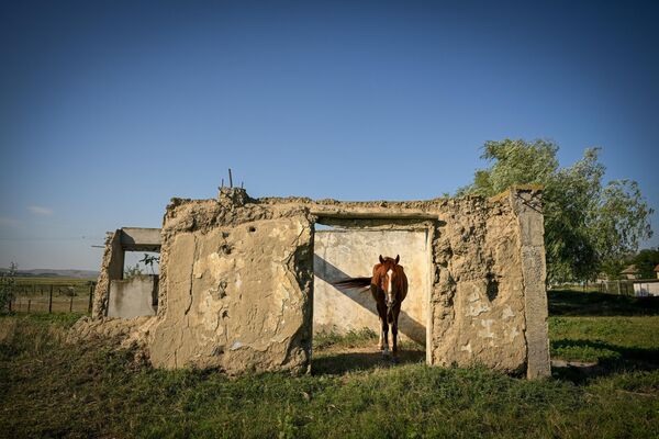 یک اسب در 17 ژوئیه 2023 از خورشید به خانه متروکه ای در کنار روستایی  در جنوب شرقی رومانی پناه می برد. - اسپوتنیک ایران  