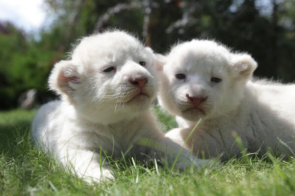 دو توله شیر سفید ده روزه، در پارک سافاری تایگان در بلوگورسک، 40 کیلومتری سیمفروپل. 29 جولای 2023 - اسپوتنیک ایران  
