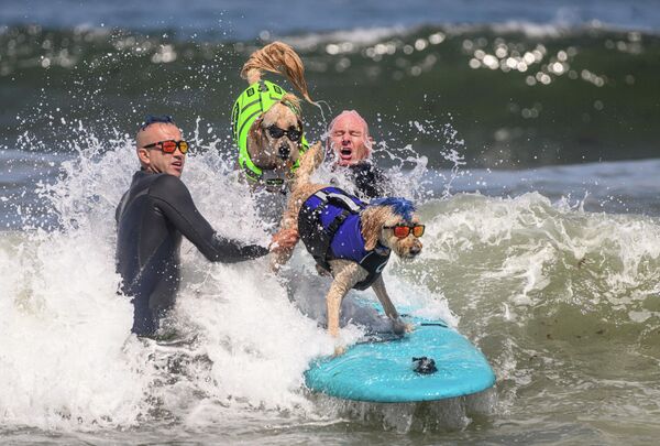 دربی، یک سگ  گلدندودل  و سرف داگ تدی پشت سرش در طول مسابقات قهرمانی موج سواری سگ جهان در پاسیفیکا، کالیفرنیا به رقابت می پردازند. - اسپوتنیک ایران  