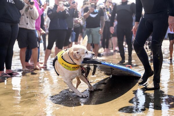 چارلی موج سوار، تخته موج سواری خود را قبل از مسابقات جهانی موج سواری سگ در پاسیفیکا، کالیفرنیا، به داخل آب می کشد. - اسپوتنیک ایران  