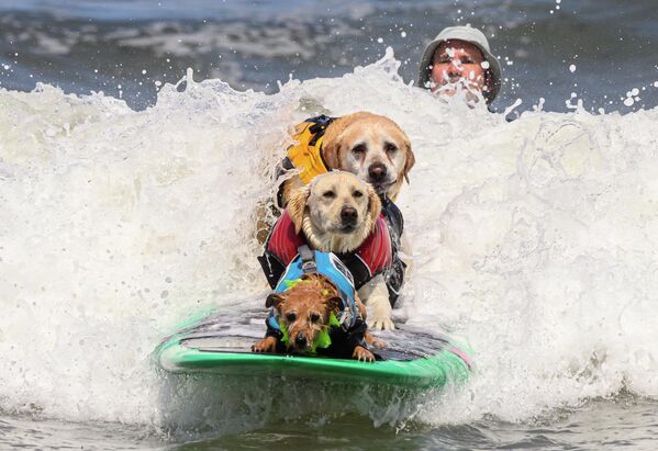 (از جلو به عقب) کارسون، رزی و چارلی در طول مسابقات قهرمانی جهانی موج سواری سگ در پاسیفیکا، کالیفرنیا با هم رقابت می کنند. - اسپوتنیک ایران  