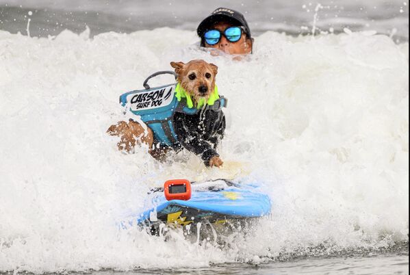 کارسون در حال موج سواری در مسابقات جهانی موج سواری سگ ها در کالیفرنیا. - اسپوتنیک ایران  