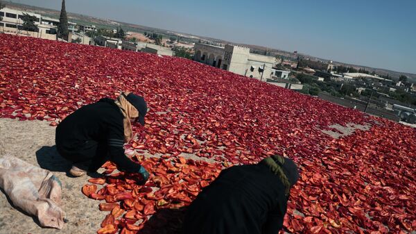 خشک کردن فلفل قرمز در سوریه - اسپوتنیک ایران  