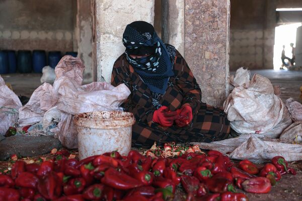 زنان در حال خارج کردن دانه های فلفل قرمز برای تهیه خمیر. - اسپوتنیک ایران  