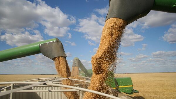 ترکیه واردات گندم از روسیه را به میزان بی سابقه ای افزایش داد - اسپوتنیک ایران  