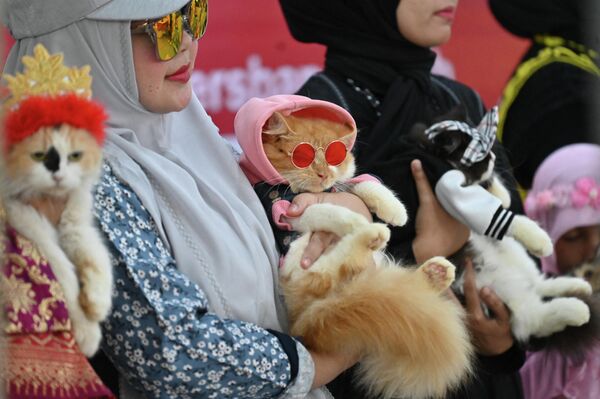 گربه لباس بر تن در هفته مد گربه که در یک مرکز خرید در باندا آچه، شمال اندونزی برگزار شد. - اسپوتنیک ایران  