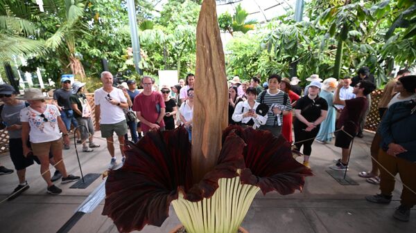 بازدیدکنندگان از باغ گیاه شناسی کتابخانه هانتینگتون در شهر سن مارینو آمریکا به گل Corpse Flower (گل جسد)، بدبوترین گل در جهان، نگاه می کنند - اسپوتنیک ایران  