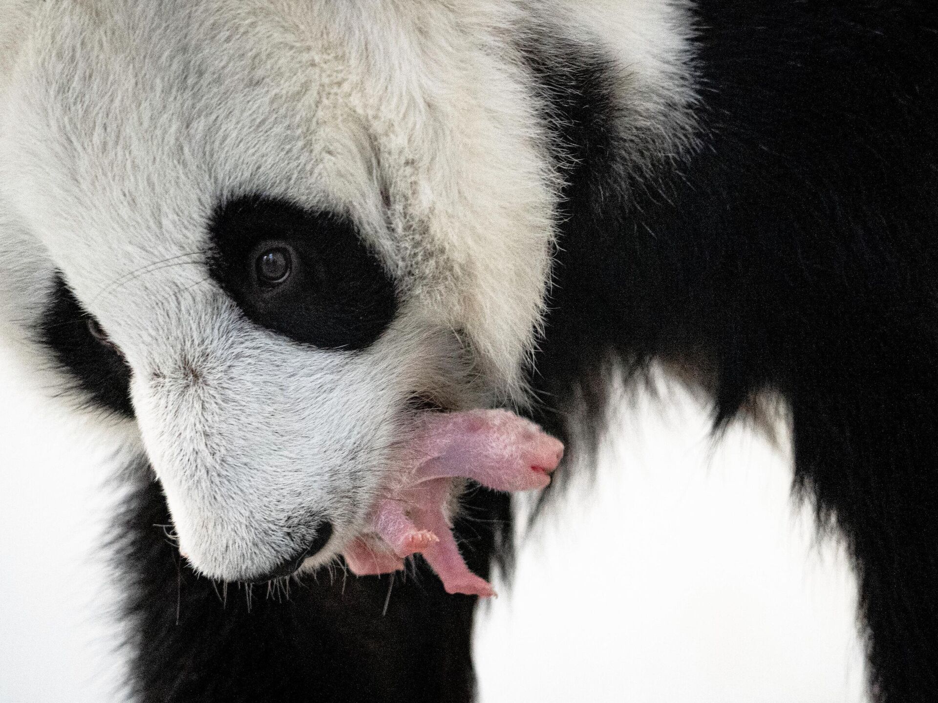 Московская панда с детенышем. Зоопарк Москва фауна Китая. Новорожденные Детеныши панды фото.