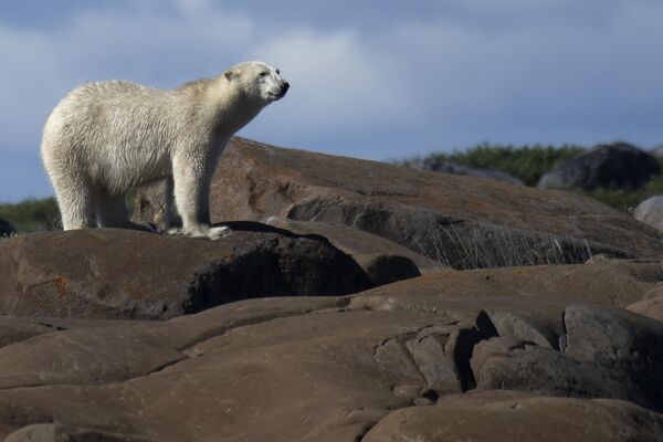 خرس قطبی در حال قدم زدن در امتداد خط ساحلی خلیج هادسون ، شمال کانادا - اسپوتنیک ایران  