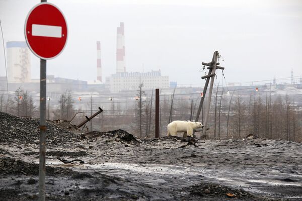 یک خرس قطبی در خارج از معدن اوکتیابرسکی در حومه شهر صنعتی نوریلسک روسیه در 17 ژوئن 2019 مشاهده شد. مقامات در 18 ژوئن سال 2019 گفتند یک خرس قطبی گرسنه در حومه نوریلسک، صدها مایل دورتراز زیستگاه طبیعی خود مشاهده شده است. - اسپوتنیک ایران  