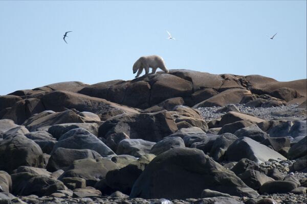 یک خرس قطبی در امتداد خط ساحلی خلیج هادسون در شمال کانادا به دنبال چیزی برای خوردن می گردد. 9 اوت سال 2022 - اسپوتنیک ایران  
