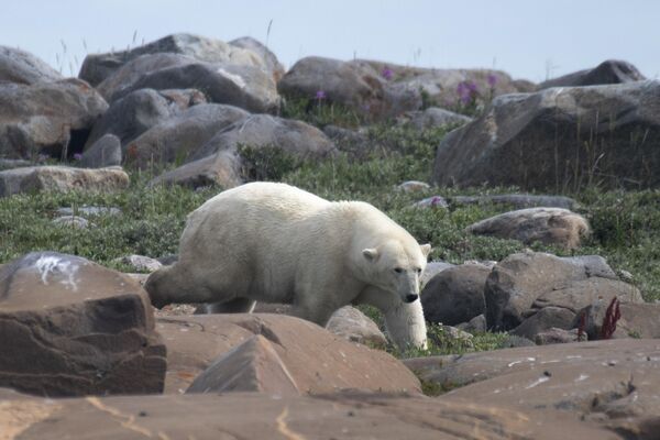 یک خرس قطبی ماده بین صخره‌ها در امتداد خط ساحلی خلیج هادسون در شمال کانادا راه می‌رود تا چیزی برای خوردن بیابد - اسپوتنیک ایران  
