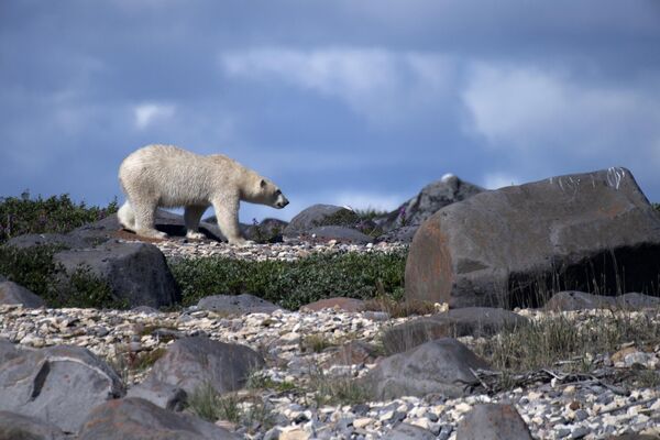 یک خرس قطبی در امتداد خط ساحلی خلیج هادسون در شمال کانادا - اسپوتنیک ایران  