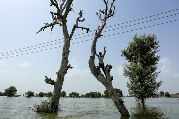 مردی در 27 اوت 2023 در منطقه سیل زده بوروالا، شهری در پنجاب جنوبی، از بالای درختی بالا می رود و به قایق اشاره می کند. - اسپوتنیک ایران  