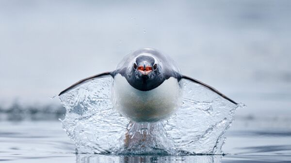 عکس گرفته شده توسط کریگ پری از پنگوئن جنتو، دارنده مکان دوم  رده بهترین عکاس سال 2023 حیات وحش در اقیانوس ها در مسابقه عکاسی Ocean Photographer of the Year 2023 - اسپوتنیک ایران  