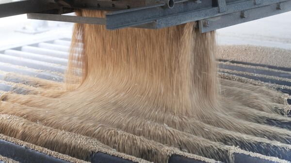 Собранную пшеницу пересыпают из грузовика в элеватор - اسپوتنیک ایران  