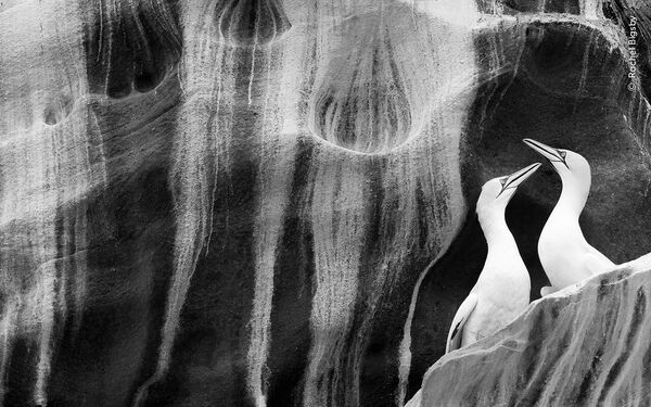 هنر معاشقه توسط راشل بیگزبی، برنده بریتانیا، هنرمند طبیعی، ریچل بیگزبی یک جفت گانت را در برابر منحنی های نقاشی شده با گوانو صخره های ماسه سنگی قاب می کند. راشل از روی قایق خود در طوفان دریای متلاطم متوجه شد که دستیابی به چشم انداز خود برای به نمایش گذاشتن گانت هایی که در برابر صخره های سر به فلک کشیده اند، دشوار خواهد بود. اما وقتی قایق با صخره‌ها هم‌تراز شد، او این جفت را &quot;ایزوله‌شده روی یک طاقچه پایین‌تر، گردن‌هایشان در هم پیچیده و با رگه‌هایی از گوانو&quot; دید. هر تابستان جزیره نوس میزبان بیش از 22000 گانت شمالی است که برای تولید مثل بر روی تاقچه های حک شده توسط عناصر بازمی گردند. این گونه از شیوع آنفولانزای مرغی در سال 2022 بیشترین آسیب را دید. - اسپوتنیک ایران  