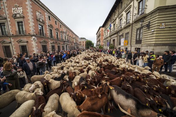 گله ای از گوسفندان در مرکز شهر مادرید، اسپانیا.چوپان‌ها گوسفندان را در خیابان‌های مادرید راهنمایی می‌کردند تا از حقوق چرای باستانی و مهاجرت که به نظر می‌رسد به‌طور فزاینده‌ای توسط گسترش شهرها و شیوه‌های کشاورزی مدرن تهدید می‌شود، دفاع کنند. - اسپوتنیک ایران  