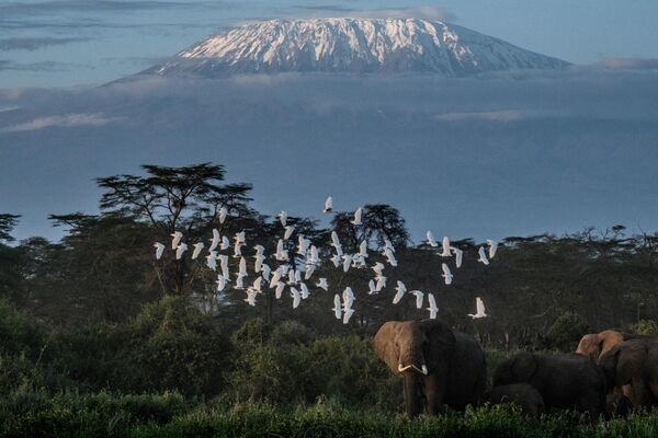 نمایی کلی از فیل‌ها در حال چرا با نمایی از کوه پوشیده از برف کلیمانجارو در پس‌زمینه پناهگاه کیمانا در کیمانا، کنیا، در 2 مارس 2021. - اسپوتنیک ایران  