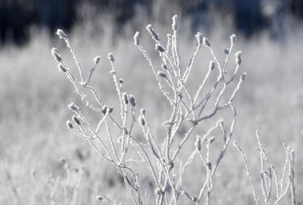 گیاهان علفی یخ زده در تایگا سیبری در منطقه کراسنویارسک - اسپوتنیک ایران  